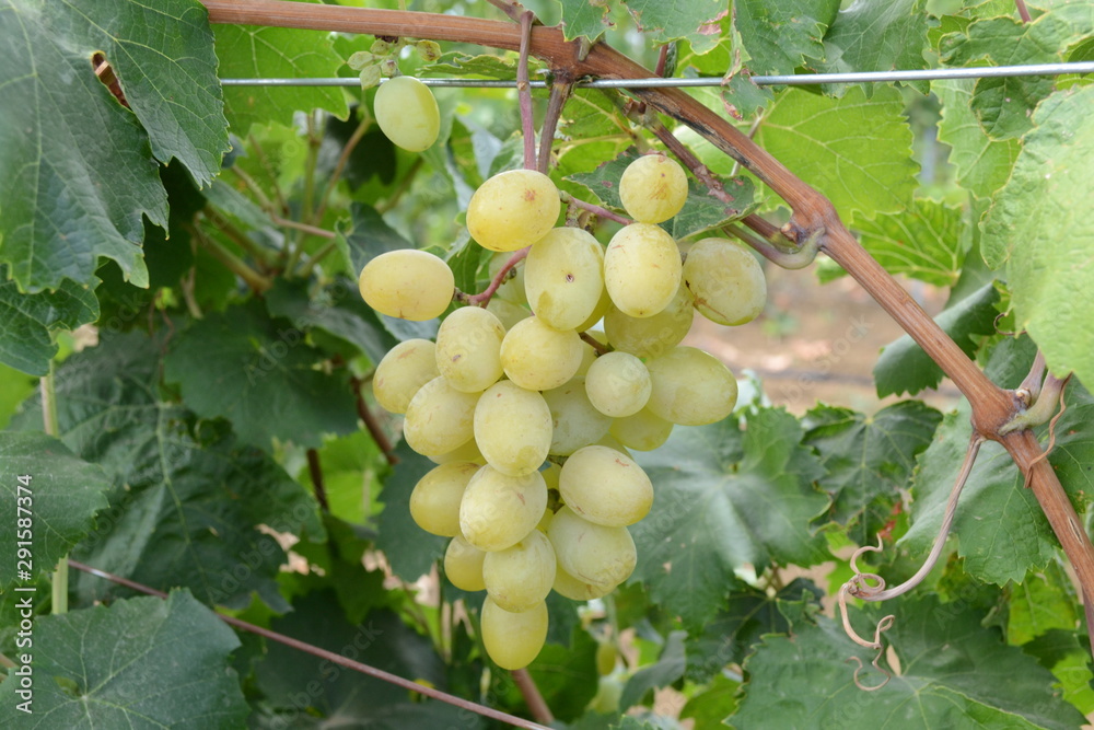 Bunch of white grapes on a branch with green leaves. Bunch of white grapes on a branch with green leaves.