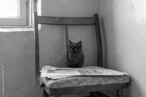 Foto Black kitten is waiting for her mom