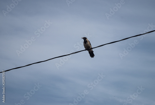 crow on wire © K. Dufva