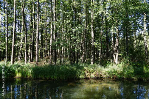 Bäume an einem Flussufer im Spreewald bei Sonnenschein