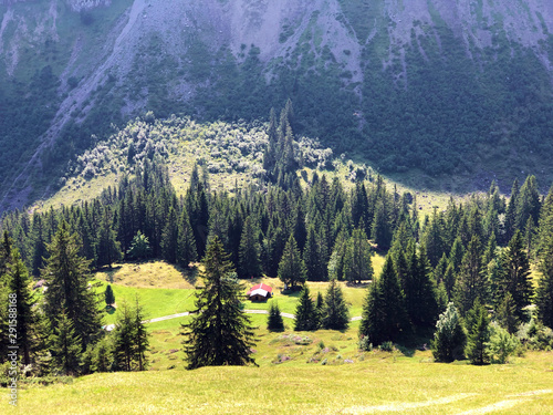 Evergreen or coniferous forests on the slopes of the Oberseetal alpine valley and in the Glarnerland tourist region, Nafels (Näfels or Naefels) - Canton of Glarus, Switzerland photo