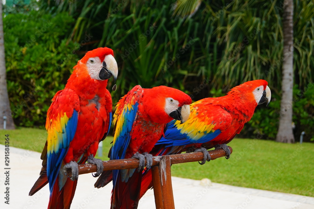 blue and yellow macaw