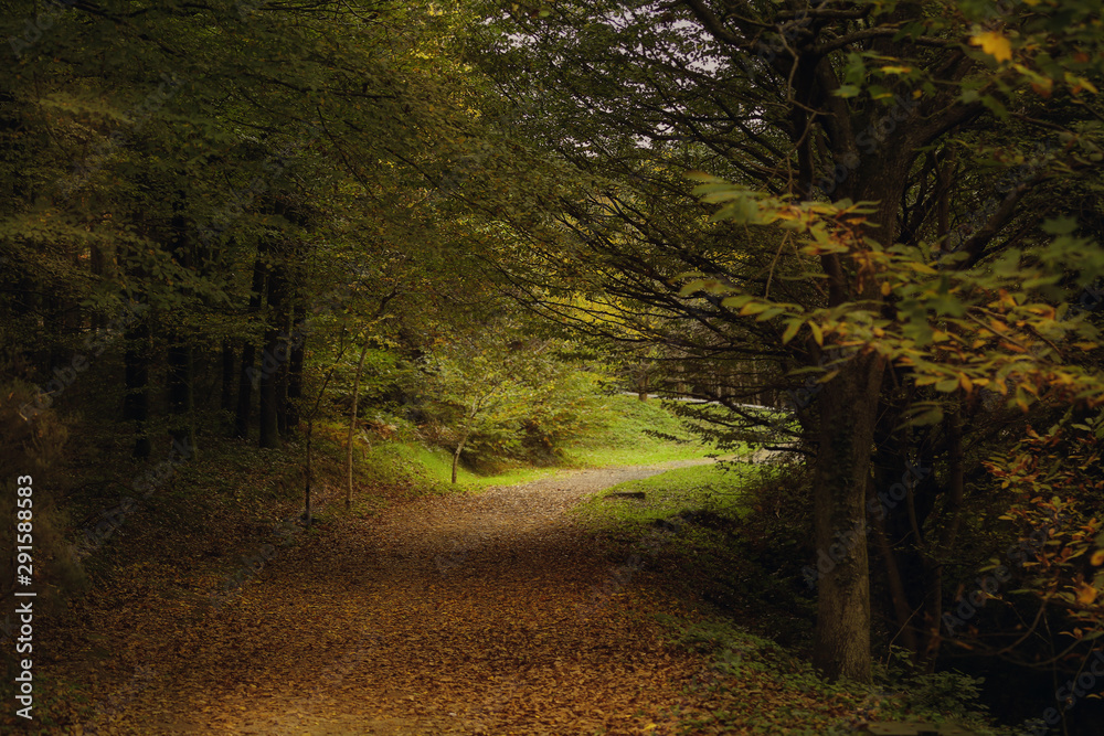 Obraz premium In the forest