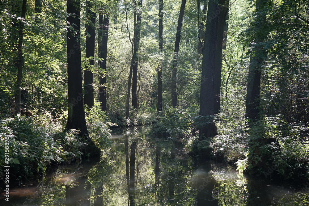 Obraz premium Wilde, sonnige Flusslandschaft im Spreewald