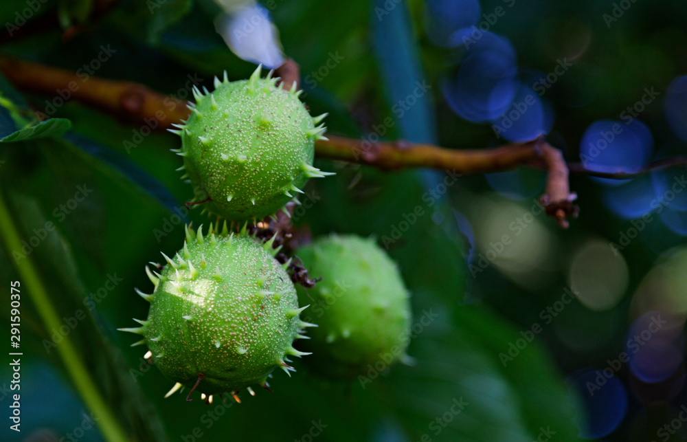 green fruit with thorns found on a tree in one of Umea's central parks green fruit with thorns found on a tree in one of Umea's central parks