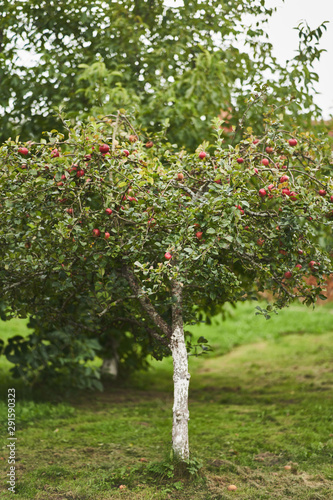 Apple tree in the garden with red fresh apples