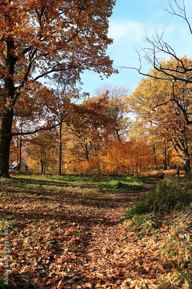 Sunny autumn in Russia. A path with falling maple leaves in the forest on a September day