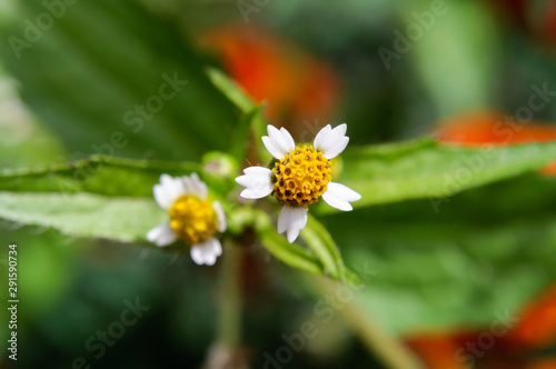 White flower Galinsoga quadriradiata in the garden.