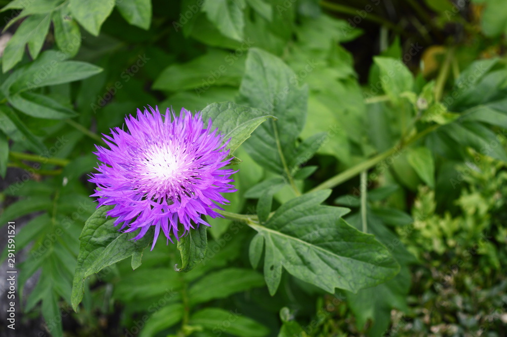 Closeup Centaurea dealbata known as whitewash cornflower with lburred background in garden Closeup Centaurea dealbata known as whitewash cornflower with lburred background in garden