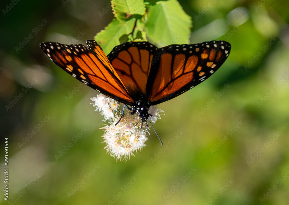 Obraz premium Butterfly