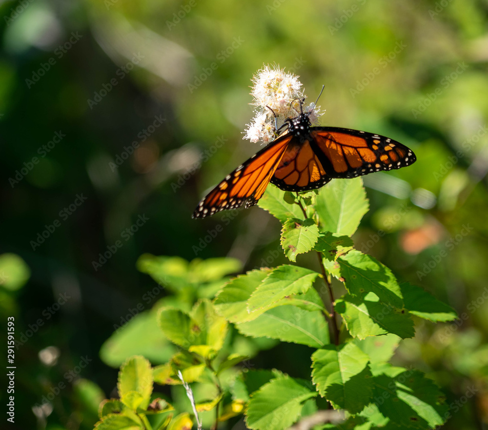 Obraz premium Butterfly