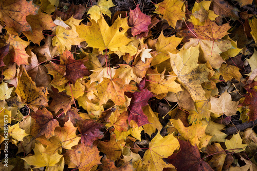 herbstlaub