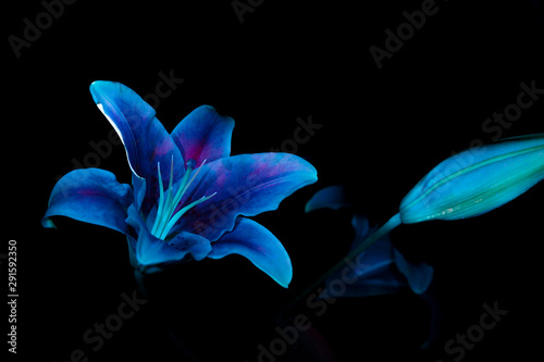 Ultraviolet UV Purple Sage