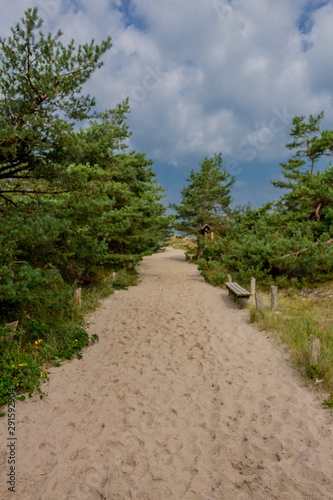 Wunderschöner Spaziergang am Darßer Wald an der Ostseeküste - Darß/Deutschland photo