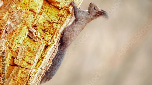 Squirrel