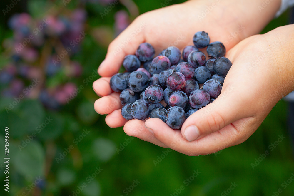 freshly picked blueberries in a child hands
