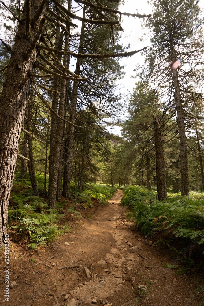 Un chemin dans une forêt de pins en Corse