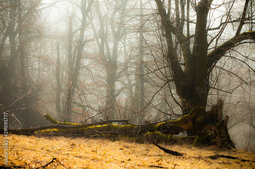 Dreamy forest