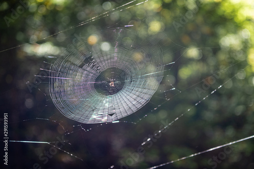 Spider Web in the morning
