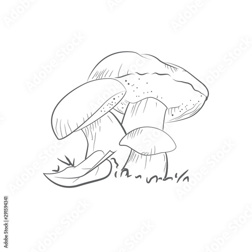 Mushroom illustration, vector. Porcini, greasers, suillellus, boletus mushroom drawing