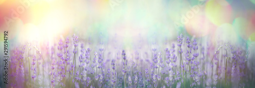 Selective and soft focus on lavender flower, beautiful flower in flower garden
