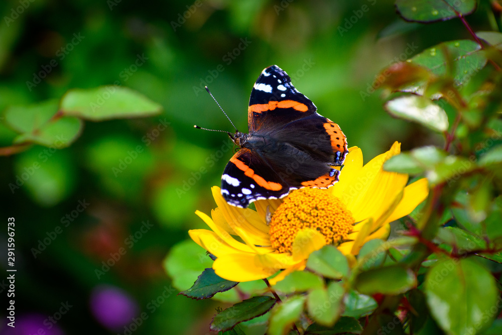 Rusałka admirał (Vanessa atalanta)