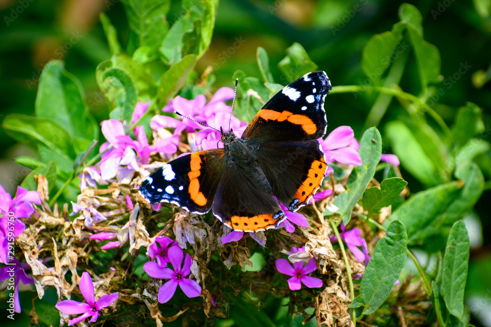 Rusałka admirał (Vanessa atalanta)