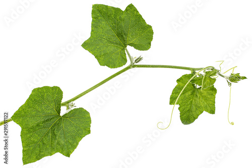 Green foliage of pumpkin, isolated on white background