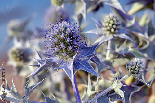 Blüte einer Stranddistel (Eryngium maritimum) - sea holly / seaside eryngo