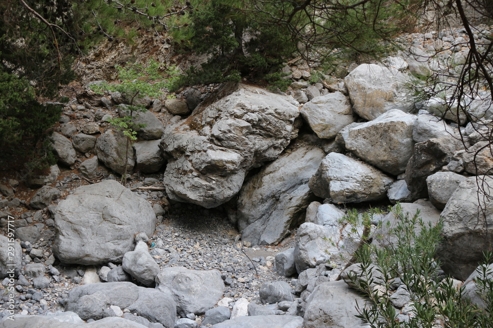 rocks in forest rocks in forest
