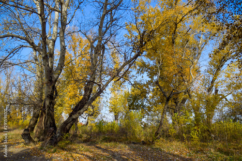 Autumn poplar trees shed their leaves. Fall in nature