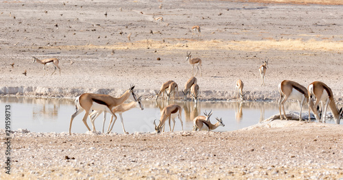 Animals arriving at water hole in desert