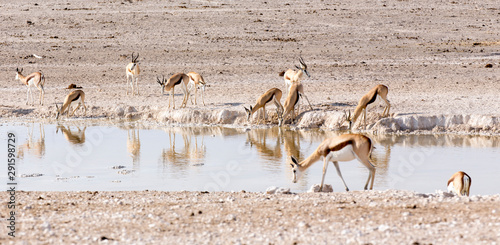 Animals arriving at water hole in desert