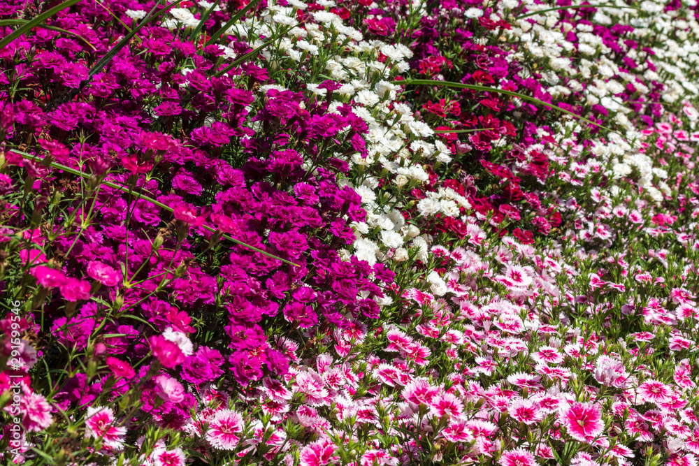 Clusters of purple, pink and white Sweet William flowers at the Carnival of Flowers in Toowoomba, Queensland, Australia.