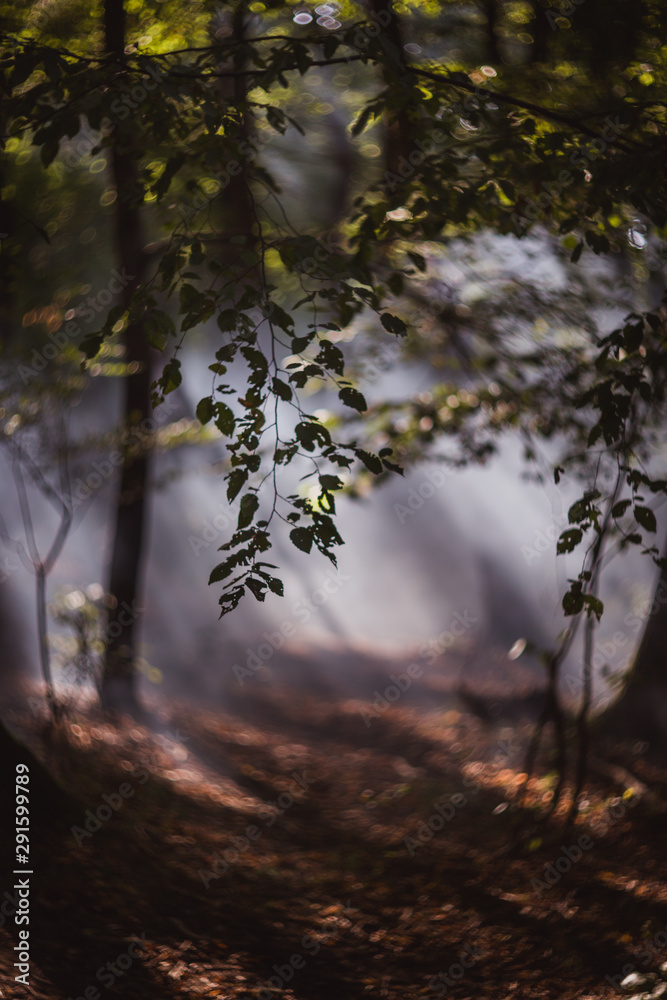 Fototapeta premium Sun beams pour through trees in foggy forest