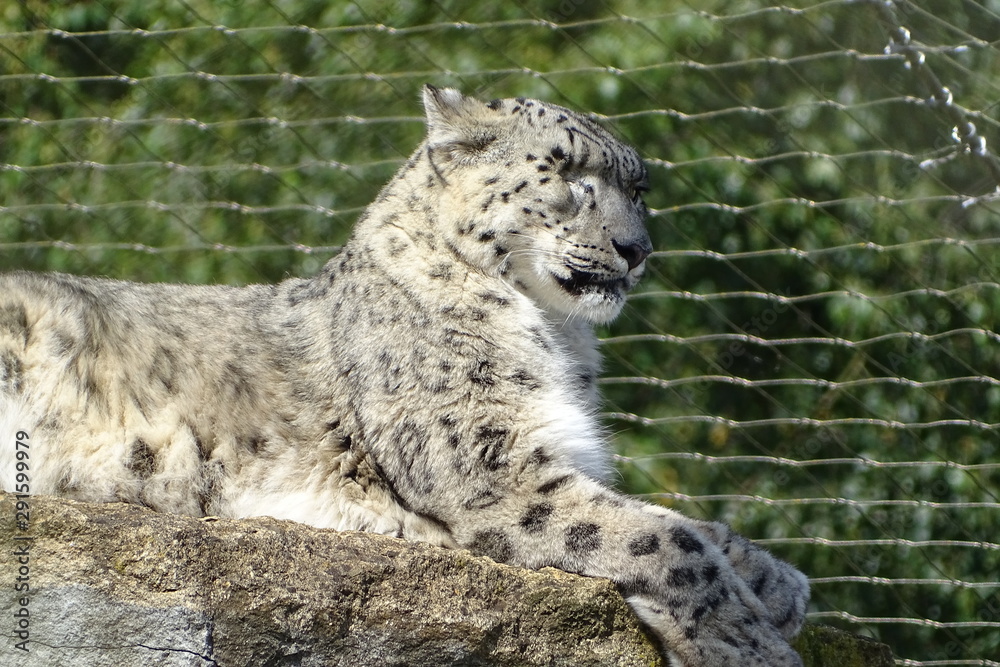 Naklejka premium Beautiful snow leopard at the zoo