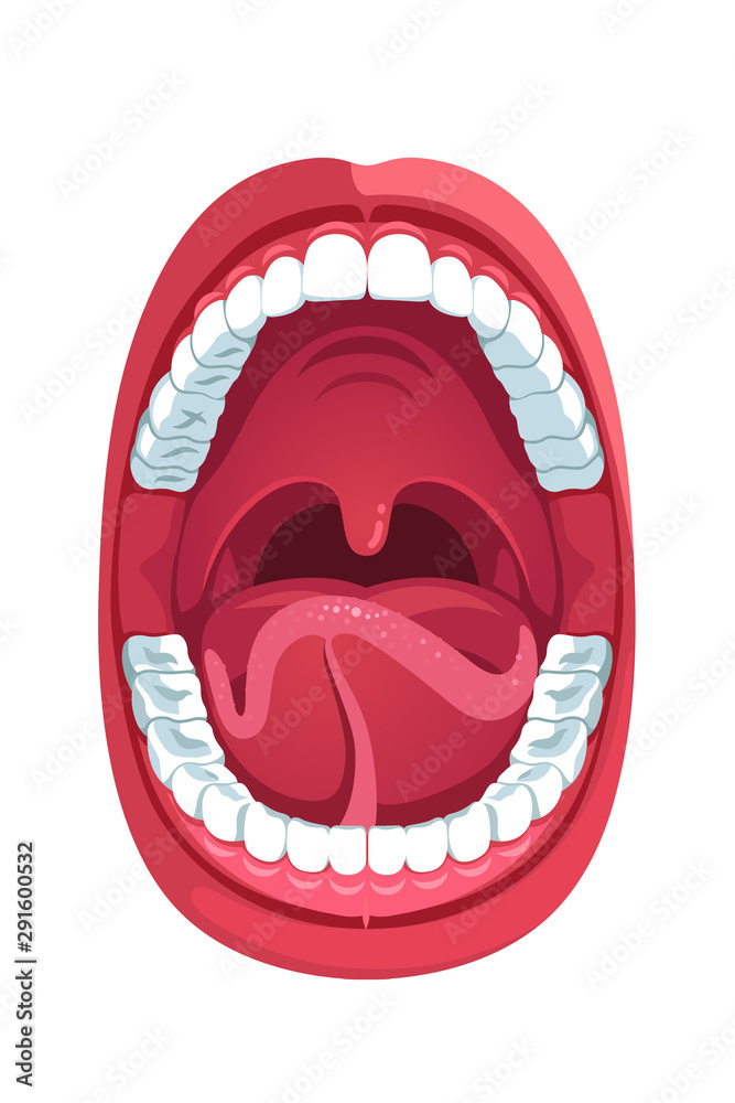 Oral Cavity Human Open Mouth Anatomy Model Stock Vector Adobe Stock