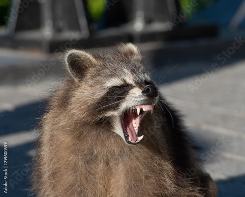 A racoon showing its teeth photo