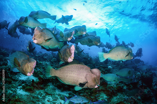 Bolbometopon muricatum flock on the coral reefs of Sipadan Island. photo