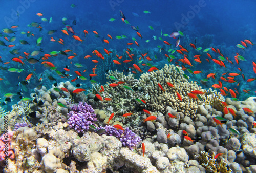 Red Sea corals reef with Pseudanthias squamipinnis.