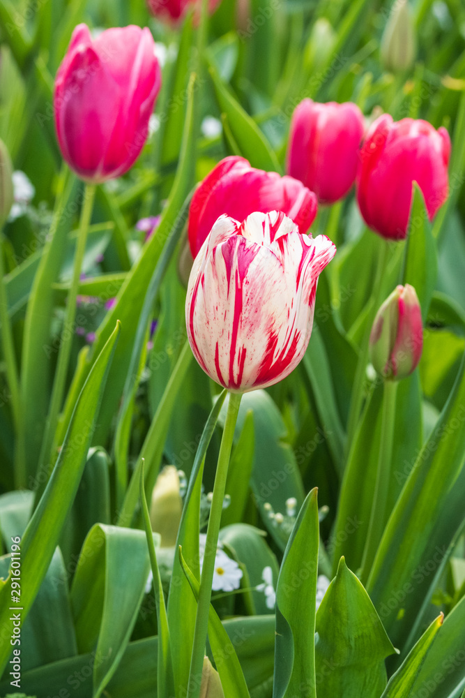 Marble-like white tulip surrounded by other tulips at the Carnival of Flowers in Toowoomba, Queensland, Australia. Marble-like white tulip surrounded by other tulips at the Carnival of Flowers in Toowoomba, Queensland, Australia.