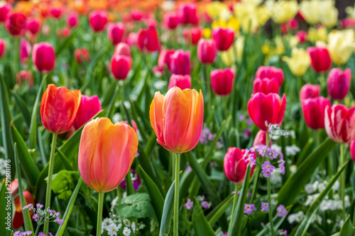 Close up of peach tulips surrounded by other tulips at the Carnival of Flowers in Toowoomba, Queensland, Australia.