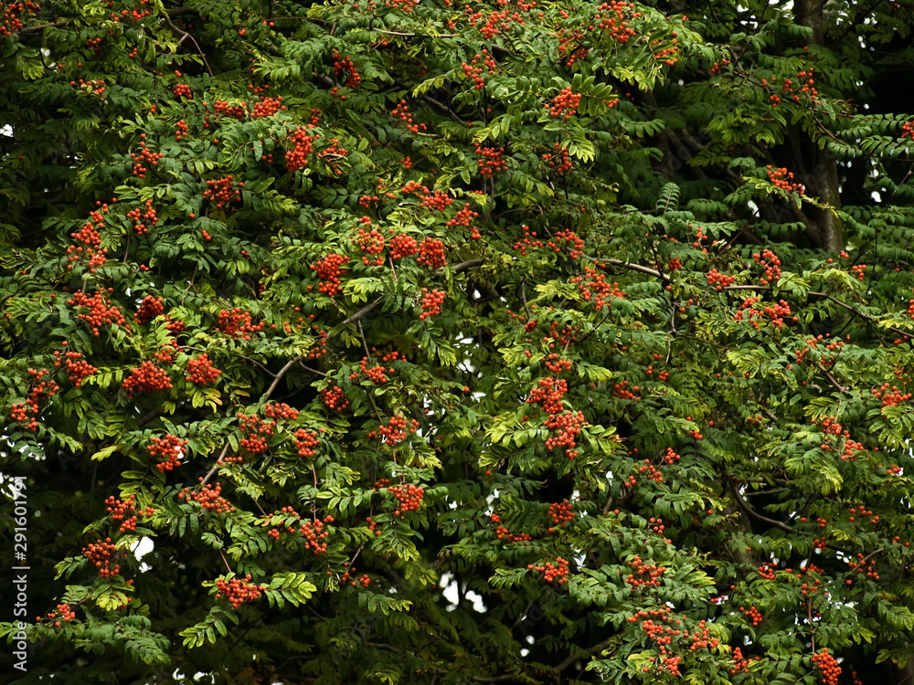 Red and ripe mountain ash on tree