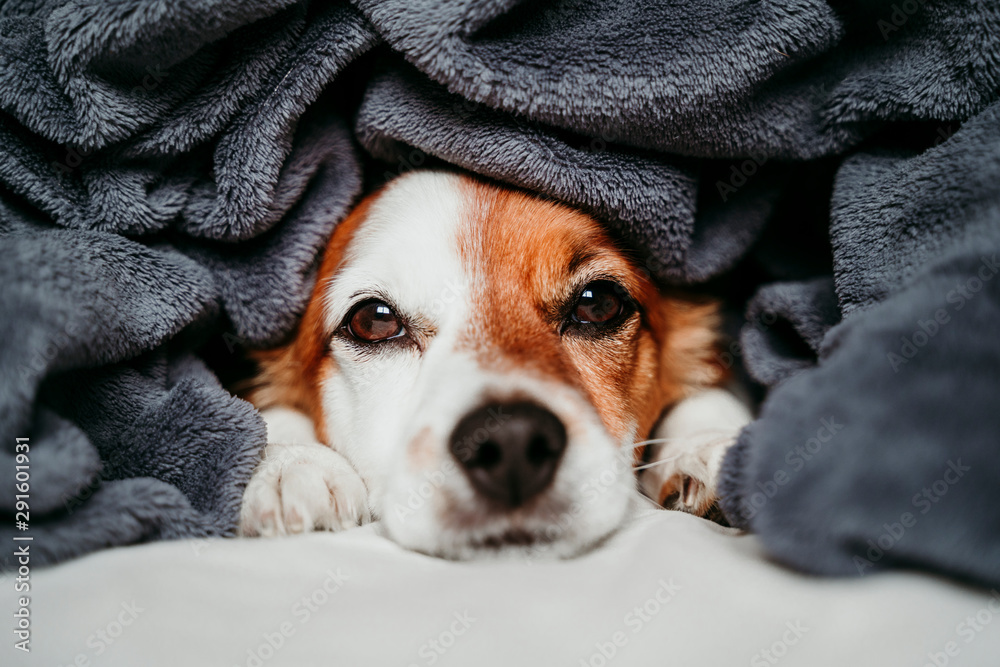 cute small jack russell dog lying on bed and covered into a grey blanket. Pets indoors at home