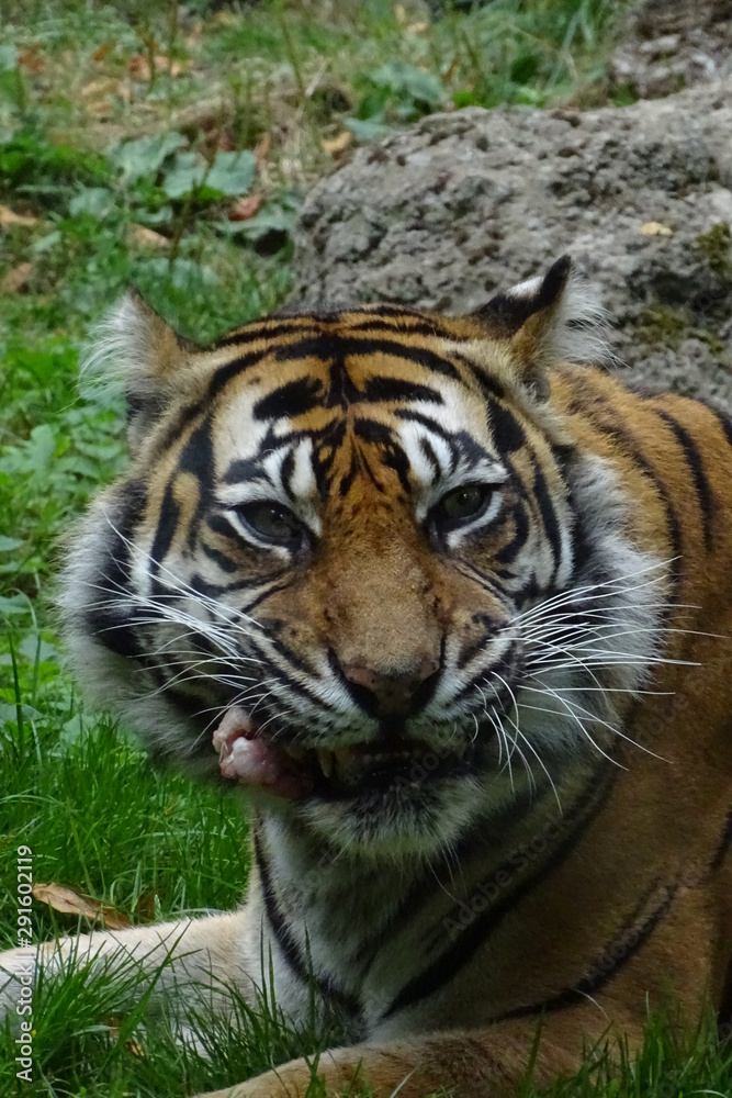 Sumatran tiger at the zoo Sumatran tiger at the zoo