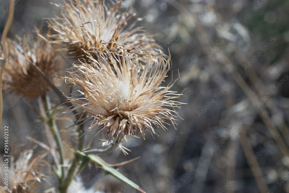 Thistle close up on a dark background. Dry flower. Wild plants Thistle close up on a dark background. Dry flower. Wild plants