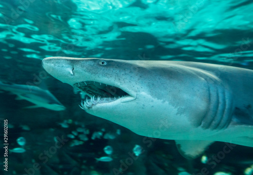 Close up underwater shot of sand tiger shark  carcharias taurus