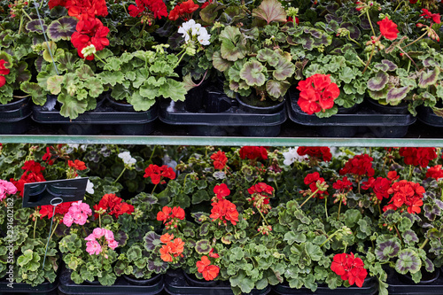 Meadowside orange pelargonium in pots. Agricultural exhibition. photo