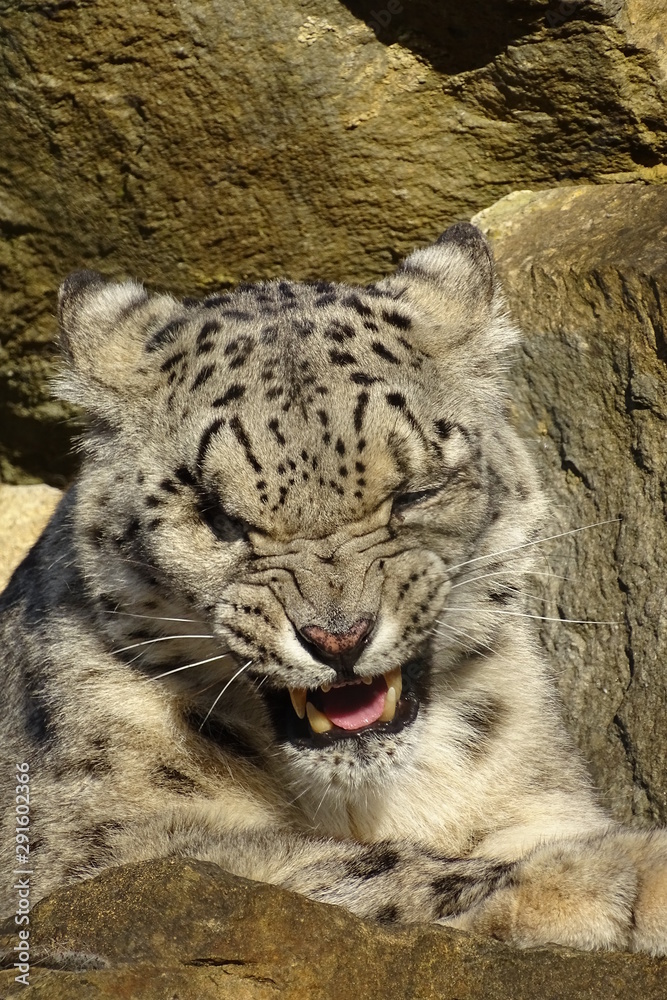 Beautiful snow leopard at the zoo Beautiful snow leopard at the zoo