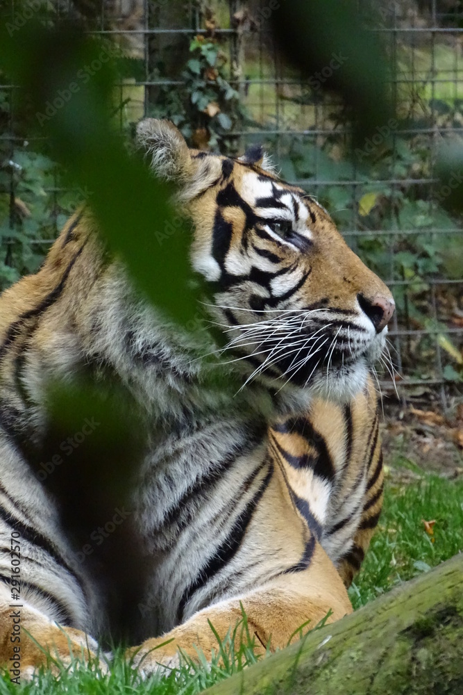 Fototapeta premium Sumatran tiger at the zoo